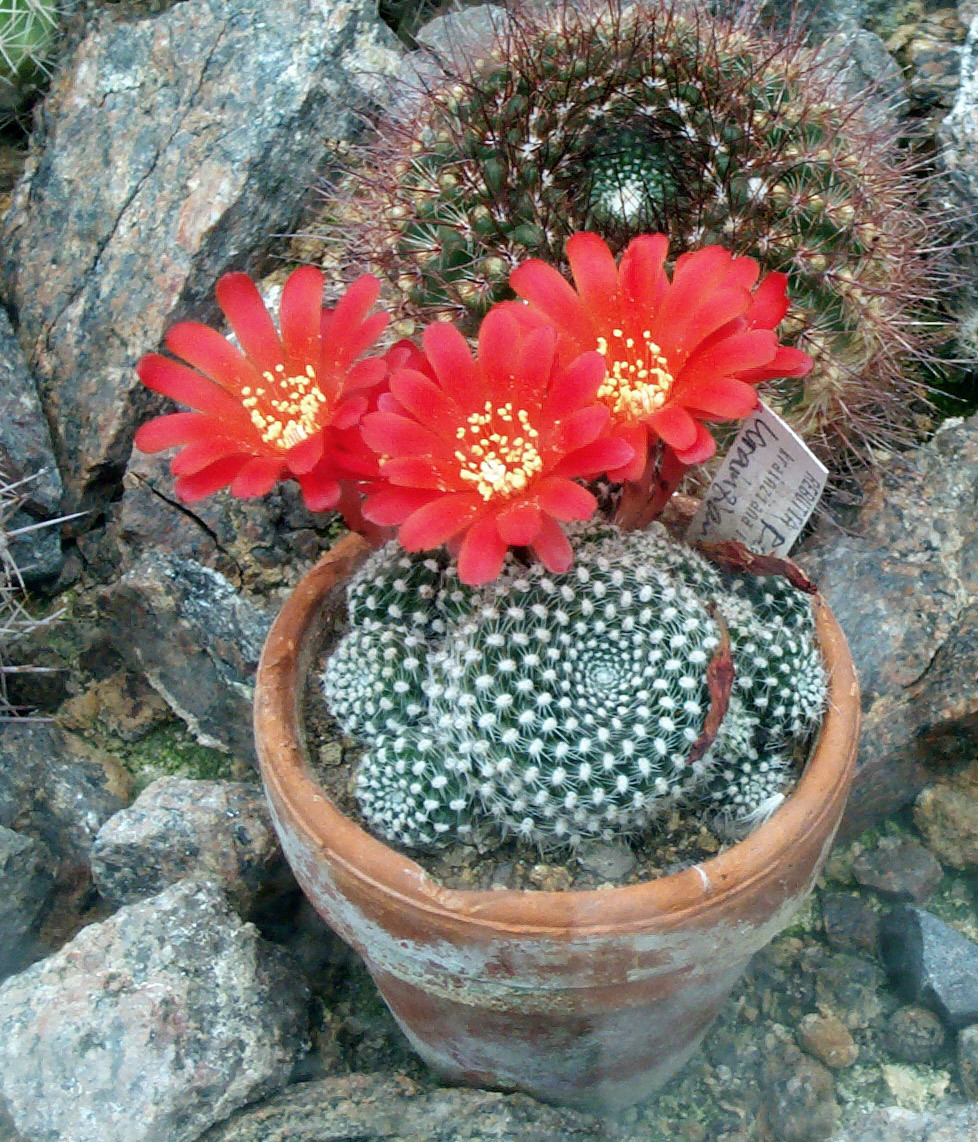 rebutia_krainziana.jpg
