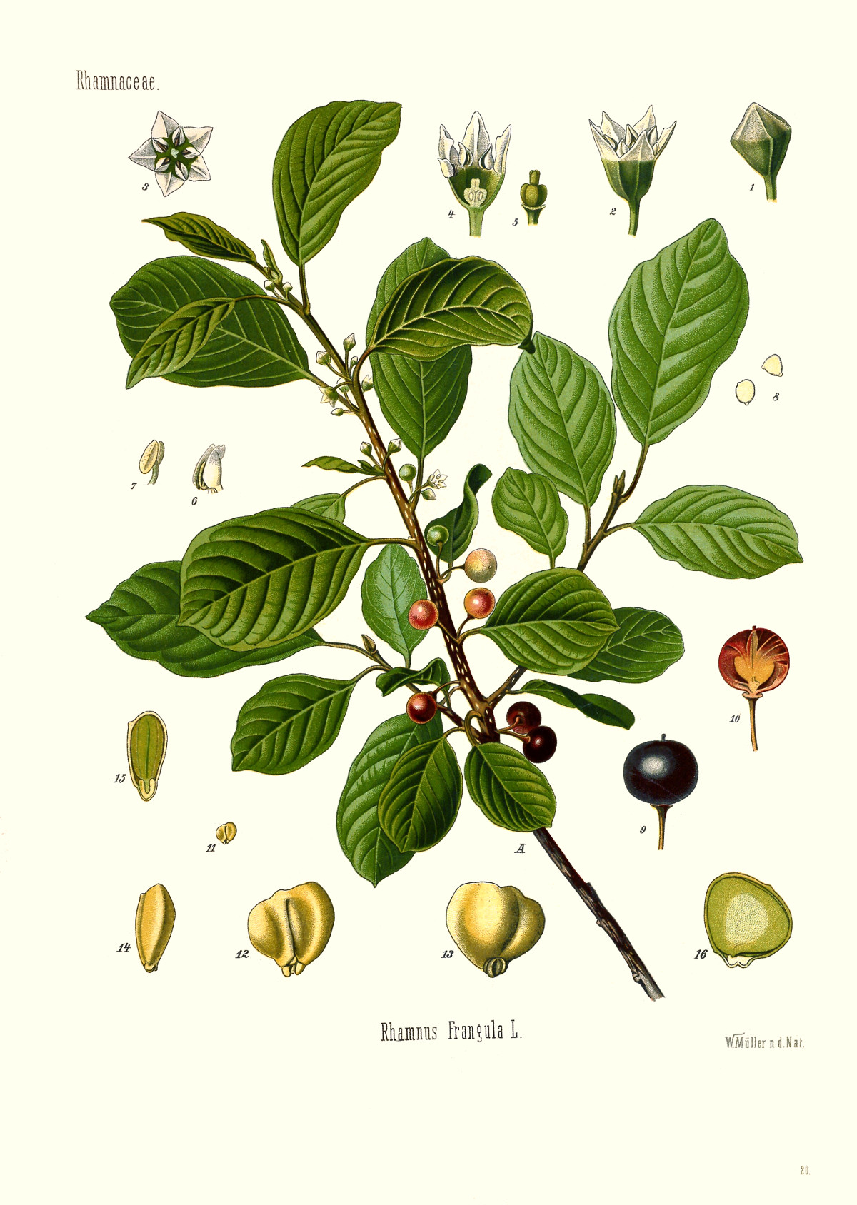 rhamnus_frangula.jpg