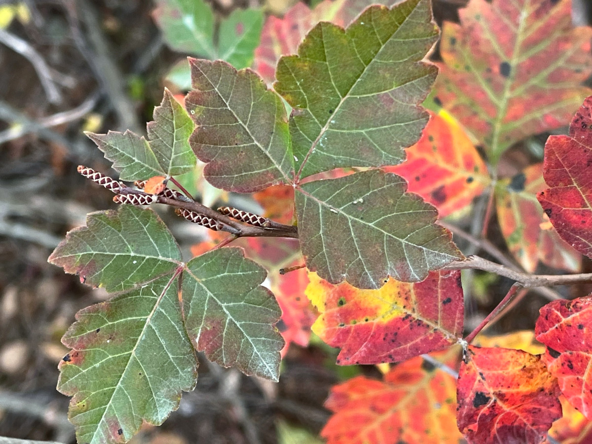 rhus_aro.jpg