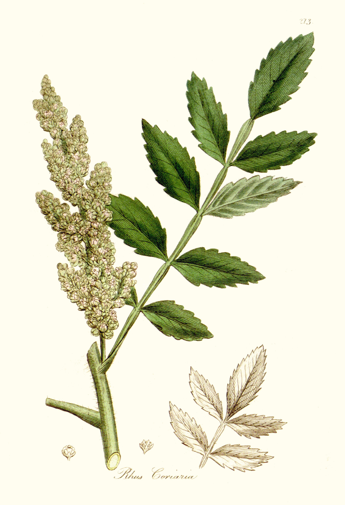rhus_coriaria.jpg