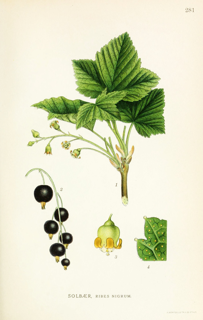 ribes_nigrum.jpg