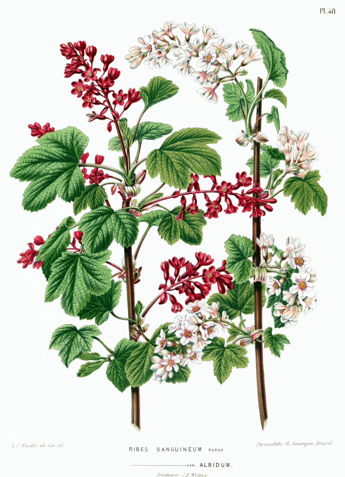 ribes_sanguineum.jpg