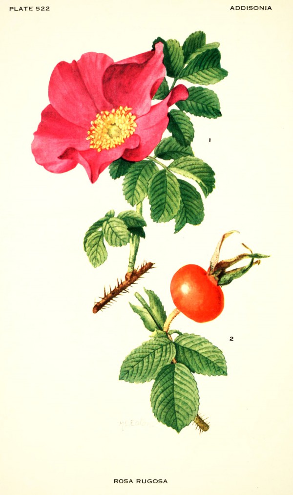 rosa_rugosa.jpg