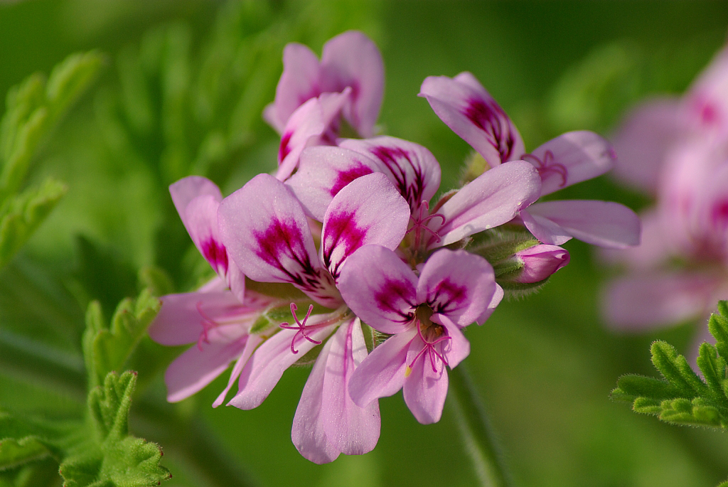 rose_geranium_-_cluster.jpg