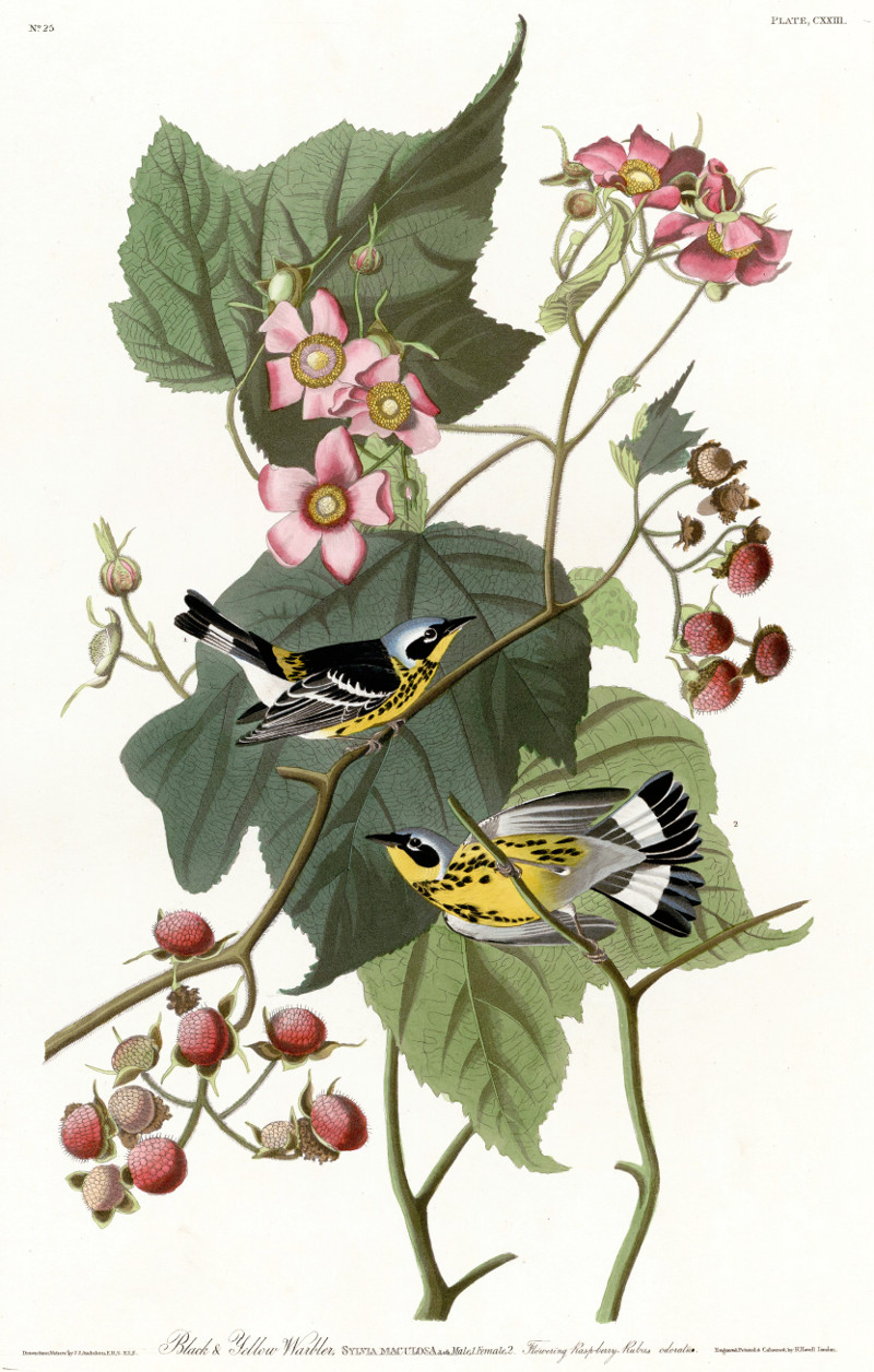 rubus_odoratus.jpg