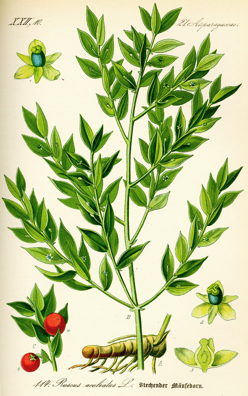 ruscus_aculeatus.jpg