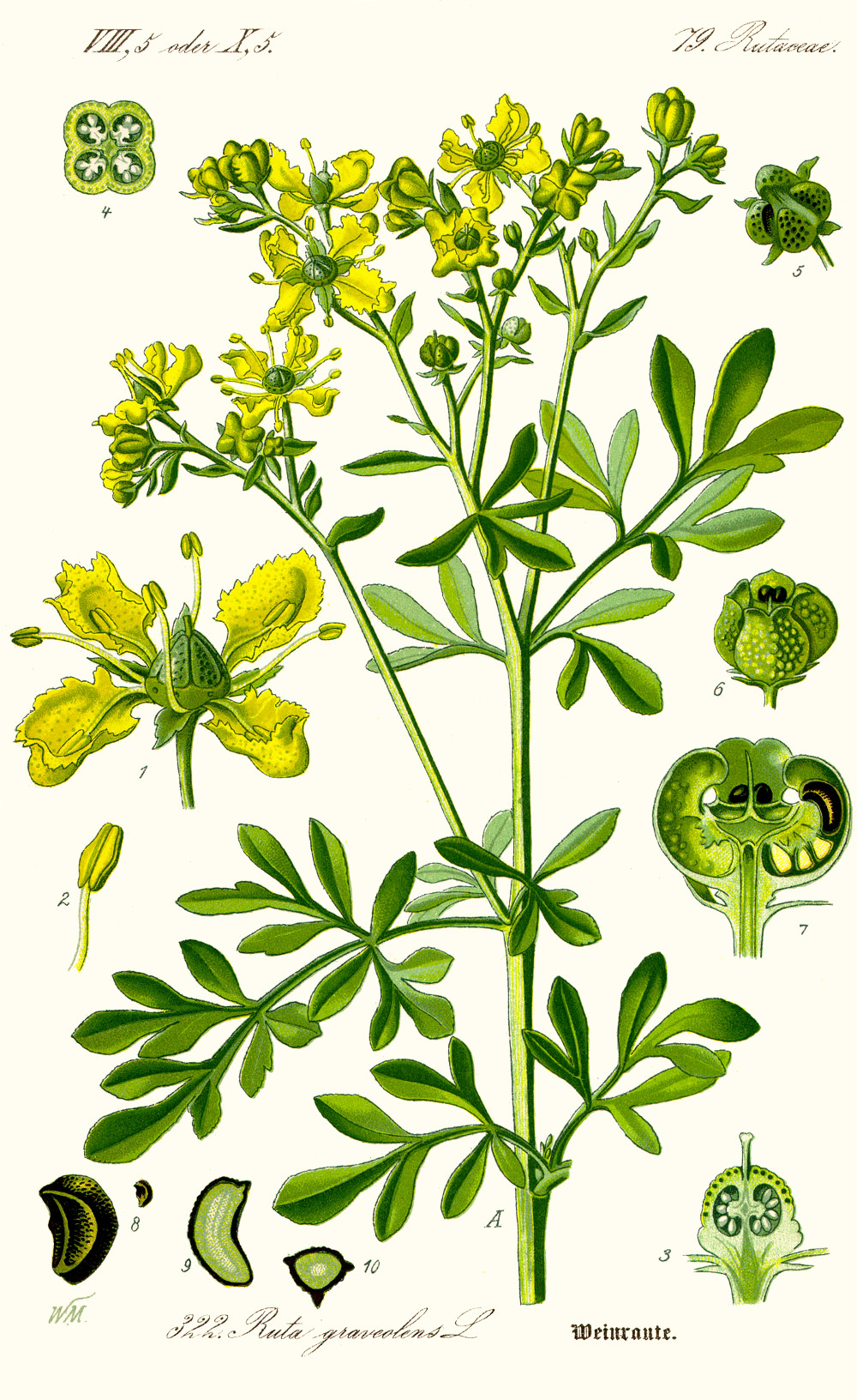 ruta_graveolens.jpg