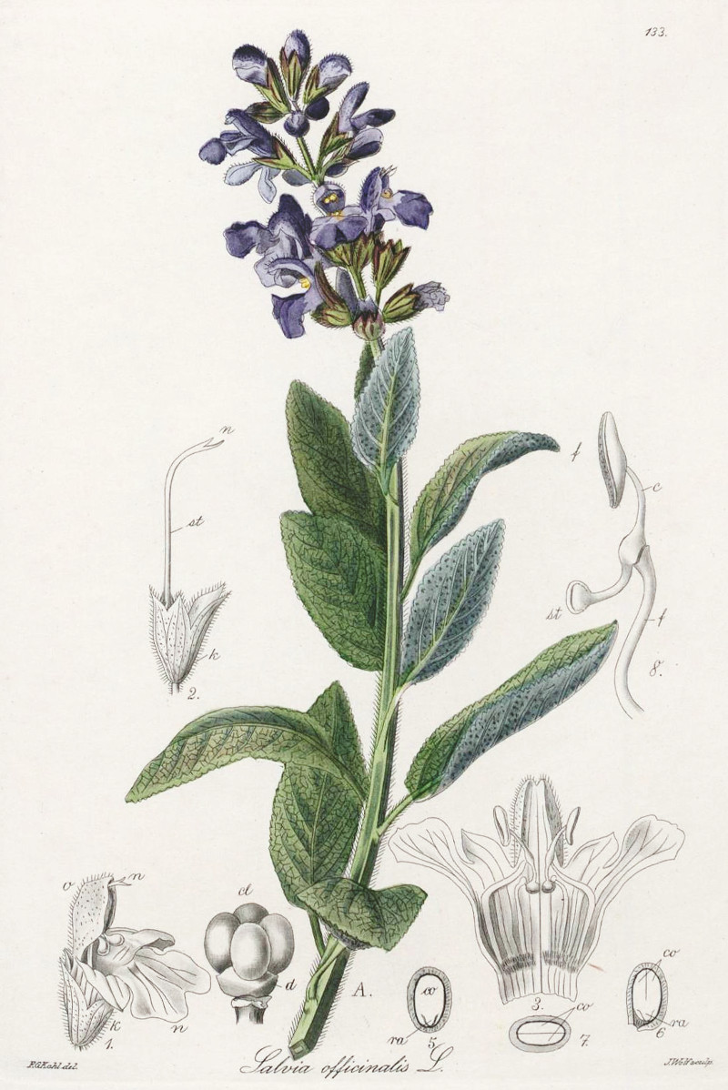 salvia_officinalis.jpg