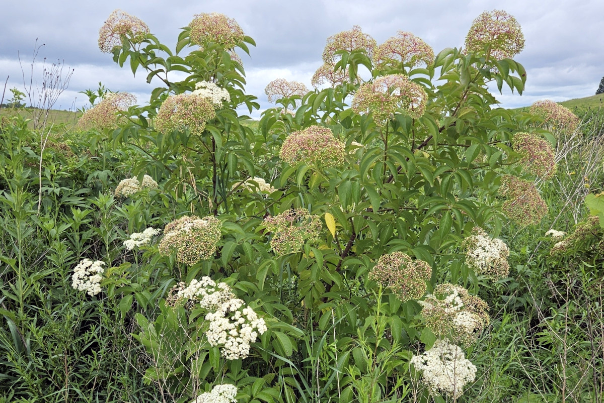 sambucus_can.jpg