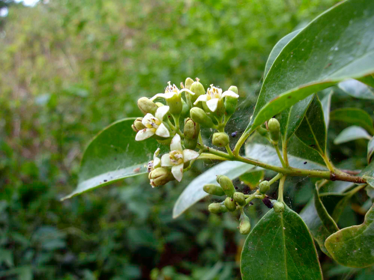santalum_aus.jpg