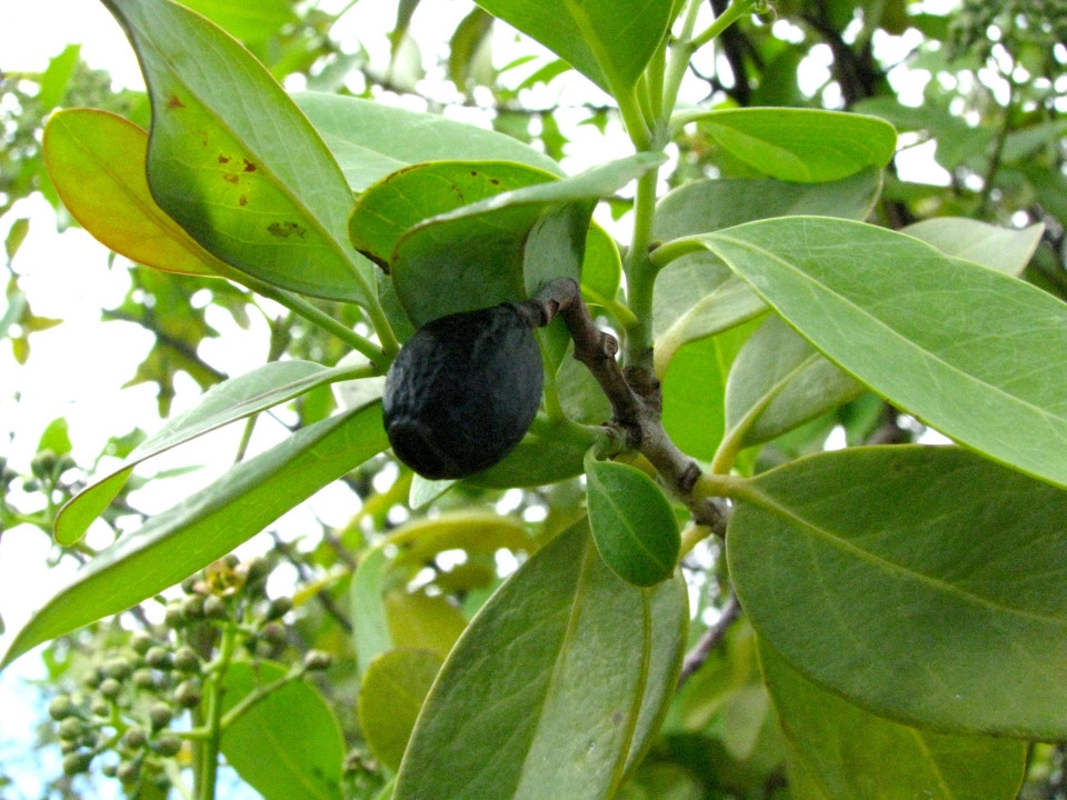 santalum_paniculatumfruit.jpg