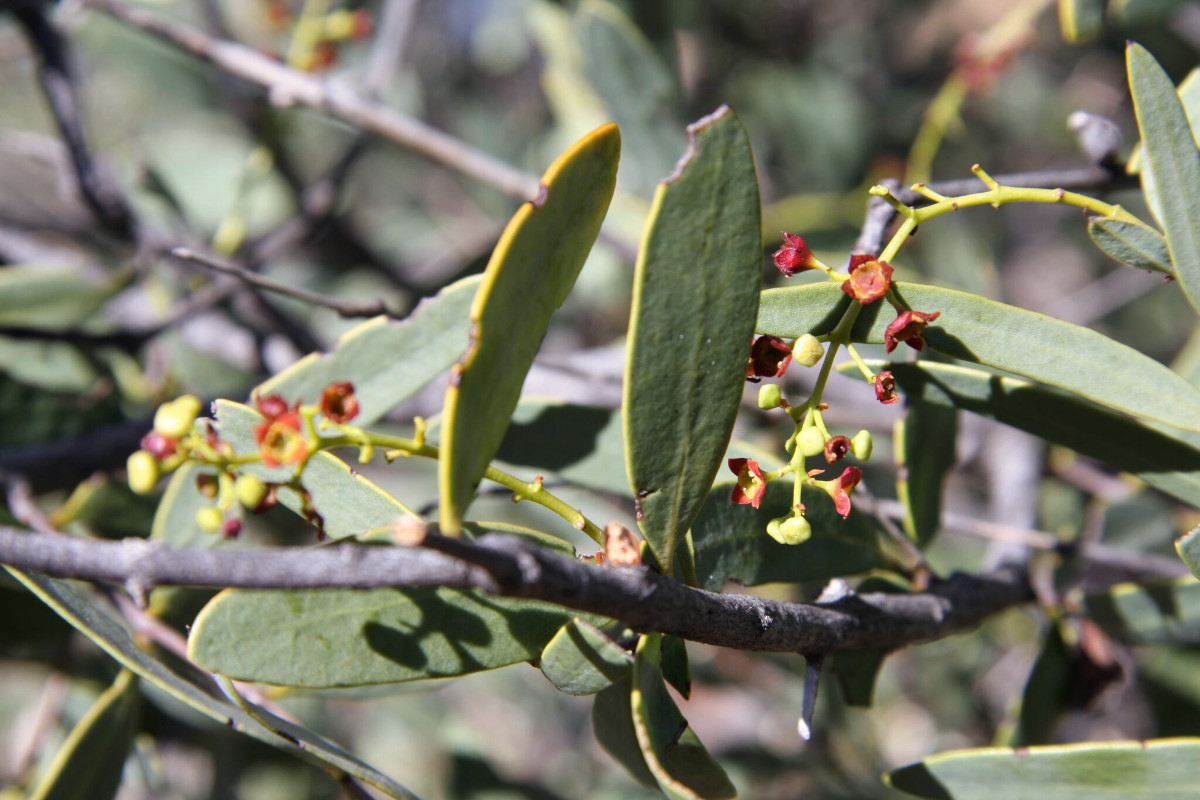 santalum_spic.jpg