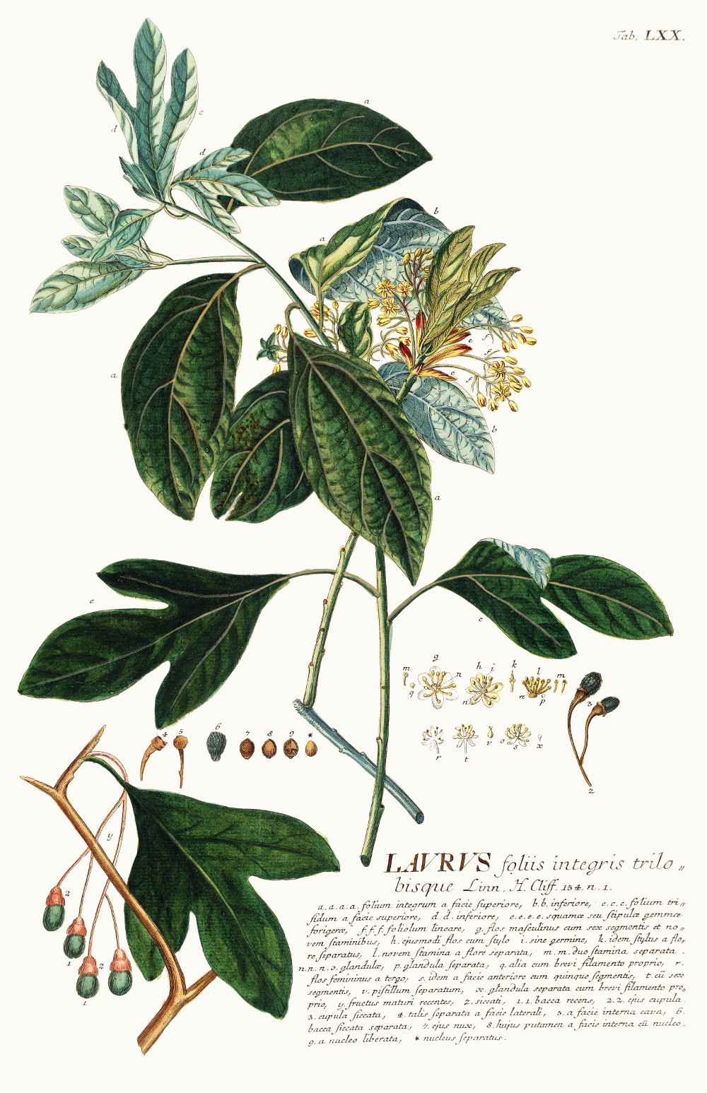 sassafras_albidum.jpg