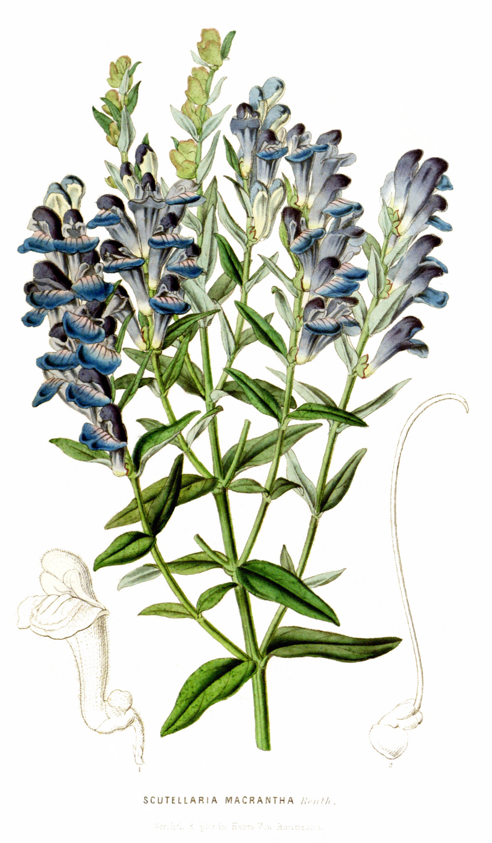 scutellaria_bailcalensis.jpg