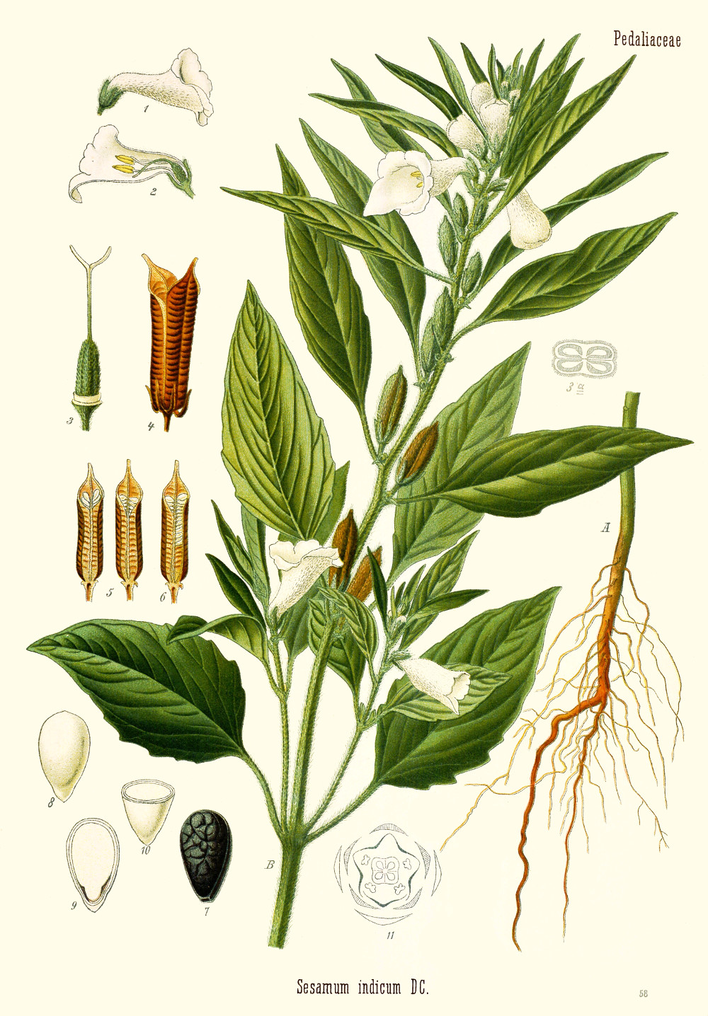 sesamum_indicum.jpg