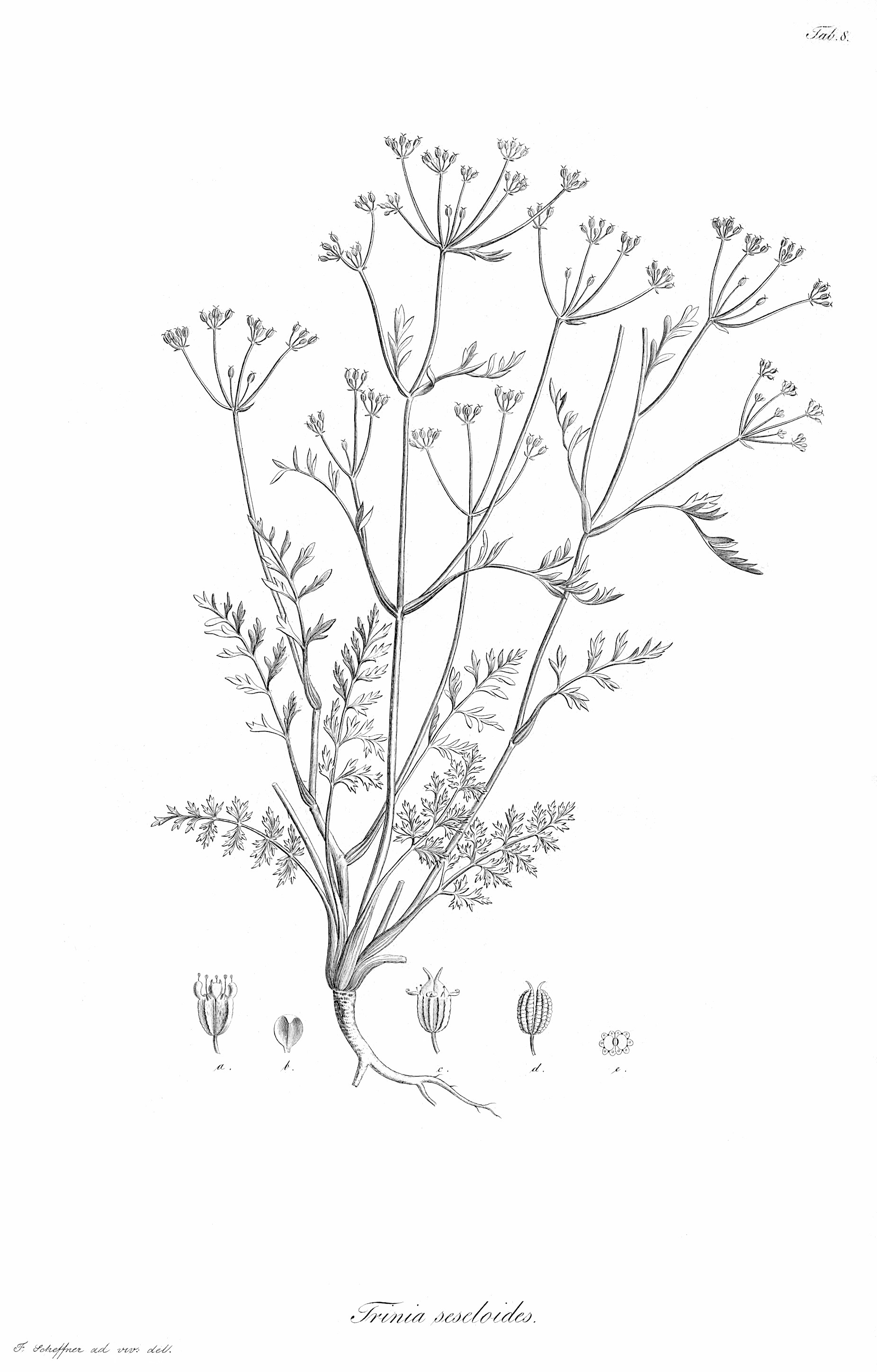shapashnikovia_divaricata.jpg