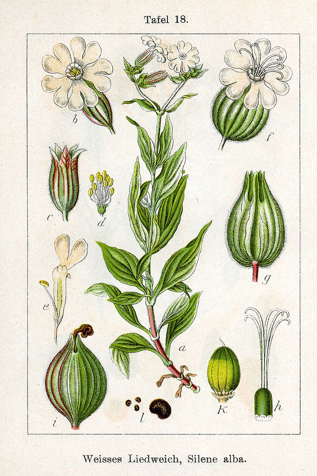 silene_latifolia.jpg