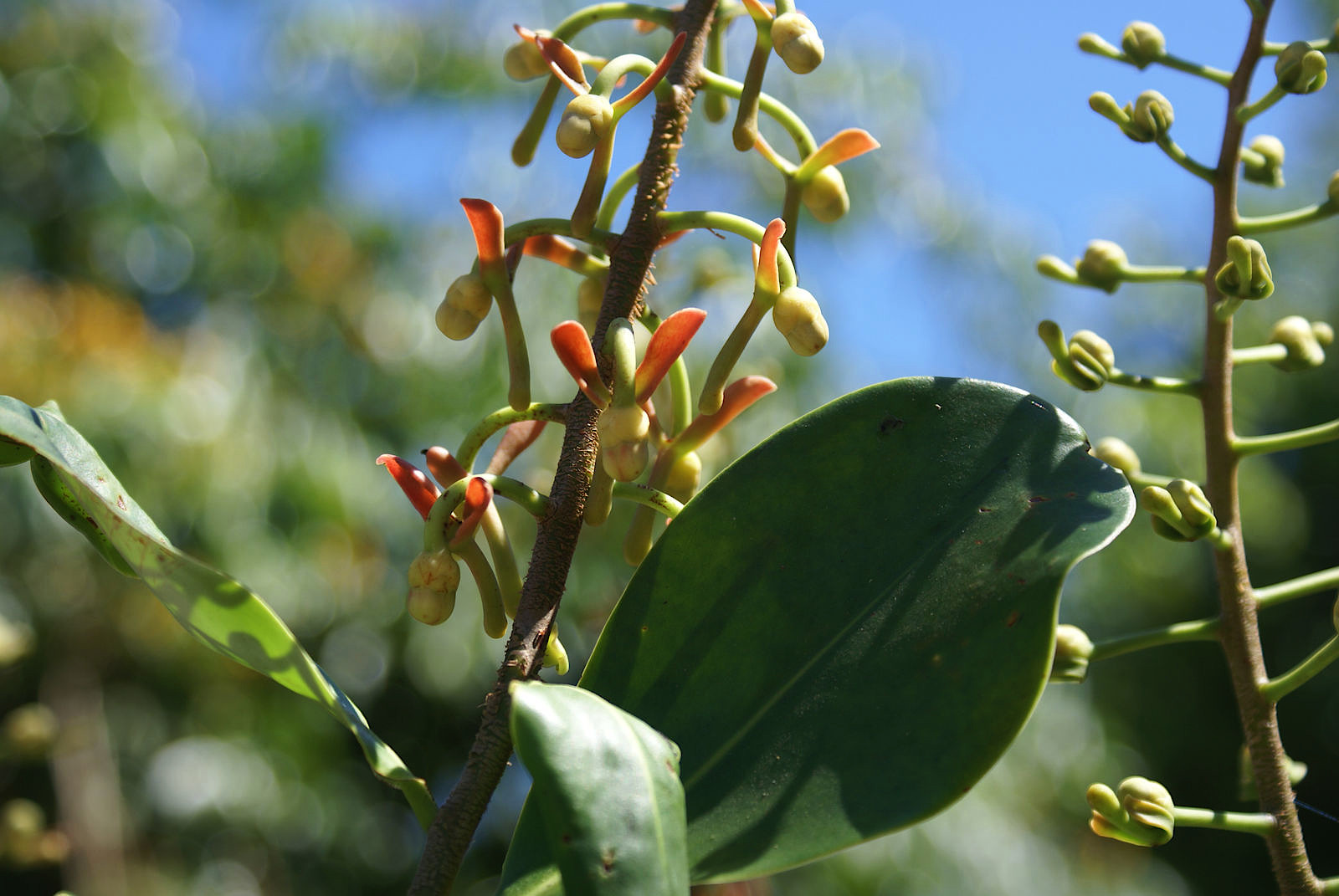 souroubea_guainensis.jpg