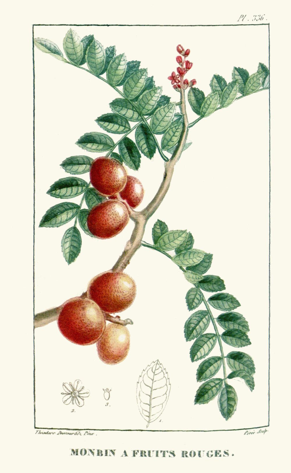 spondias_purpurea.jpg