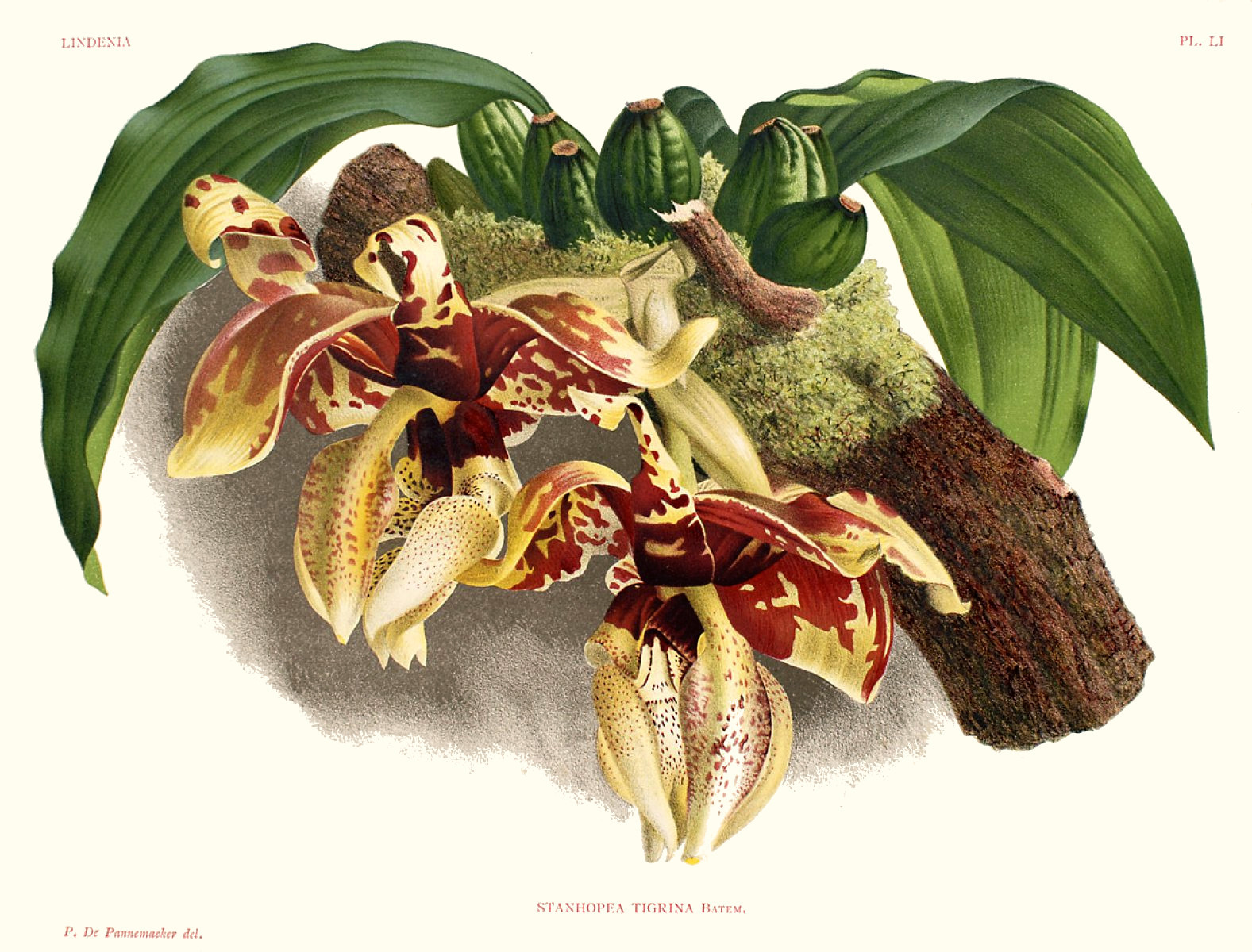 stanhopea_tigrina.jpg