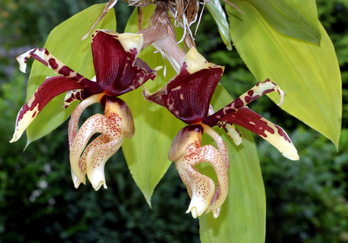 stanhopea_tigrina2012.jpg