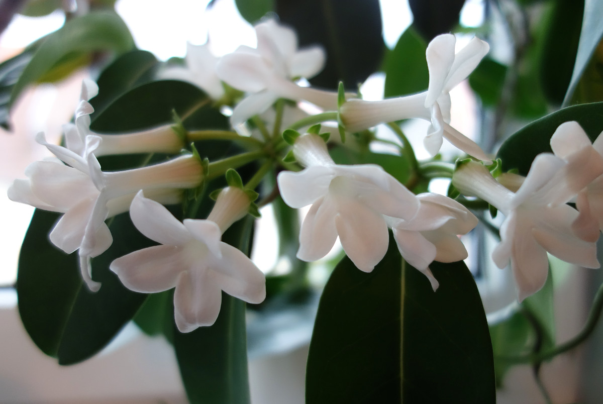 stephanotis_f.jpg