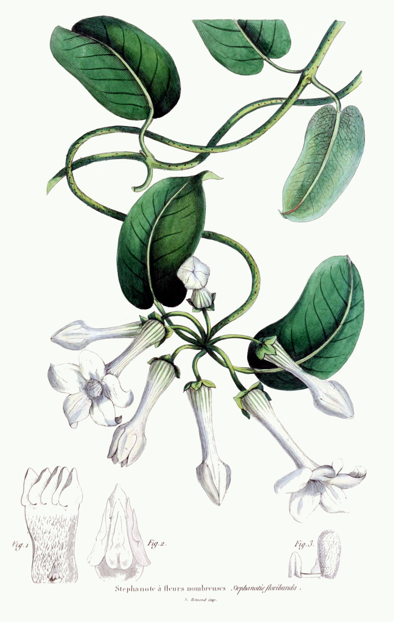stephanotis_floribunda.jpg