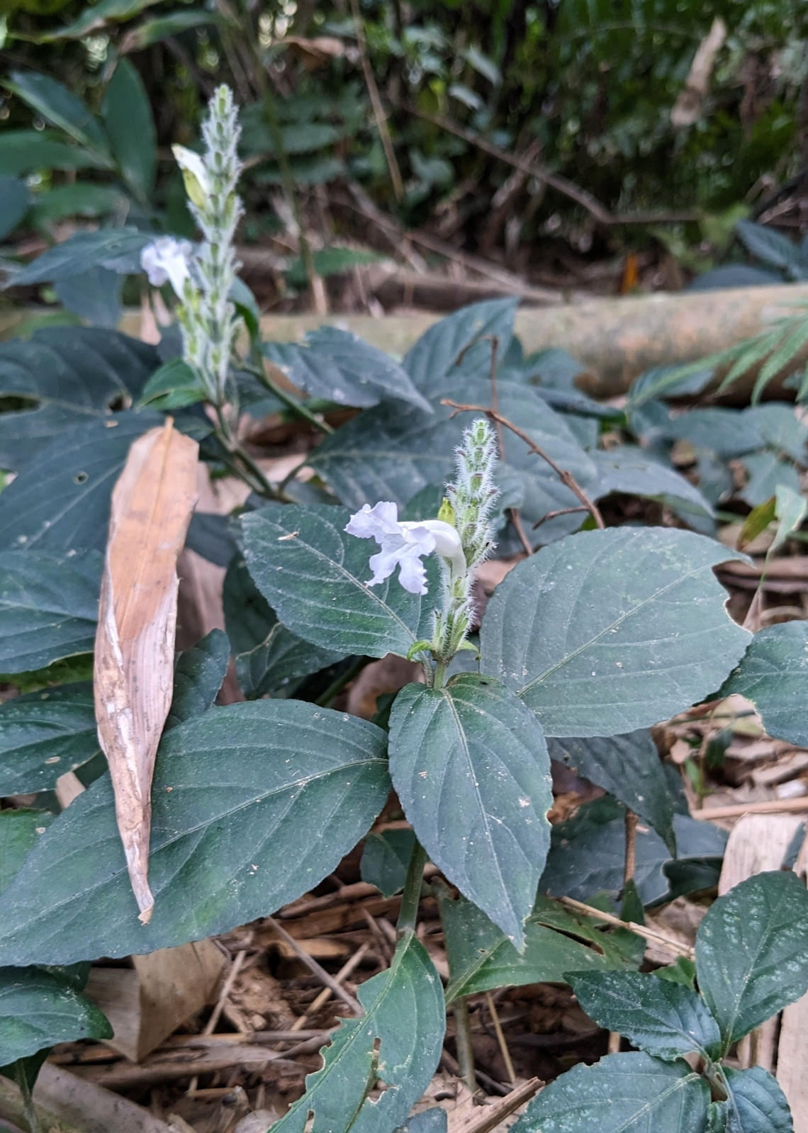 strobilanthes_tonk.jpg