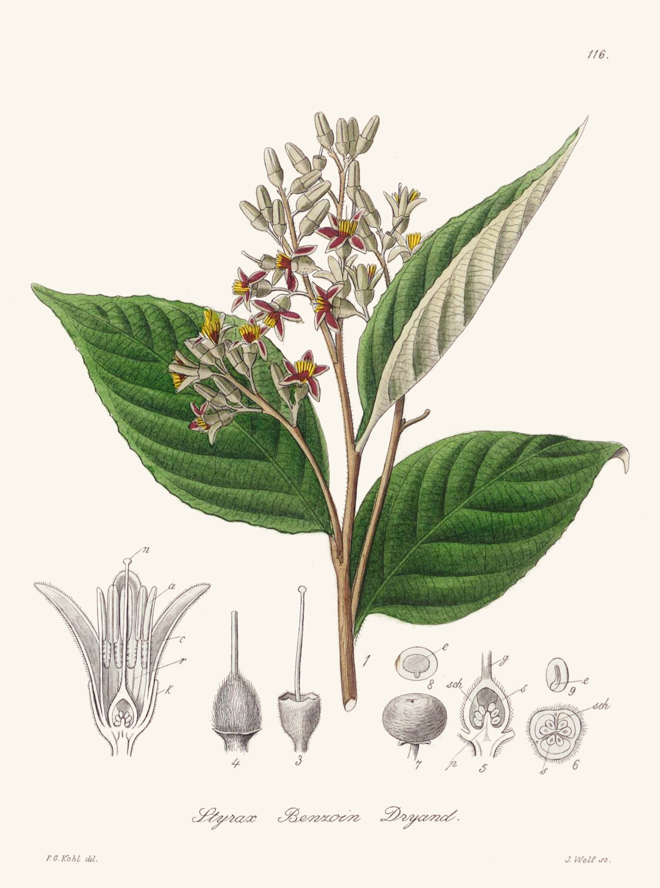 styrax_benzoin.jpg