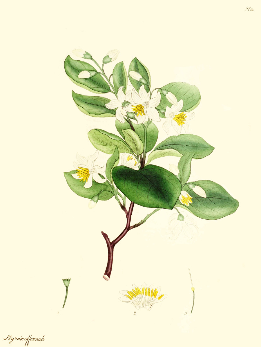 styrax_officinale.jpg