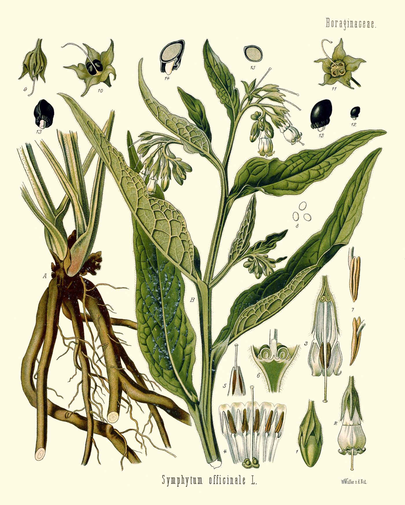 symphytum_officinale.jpg