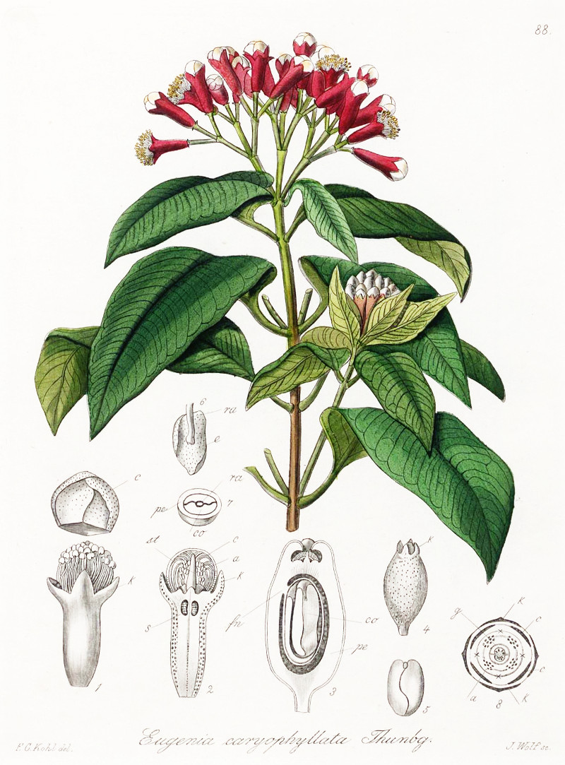 syzygium_aromaticum.jpg