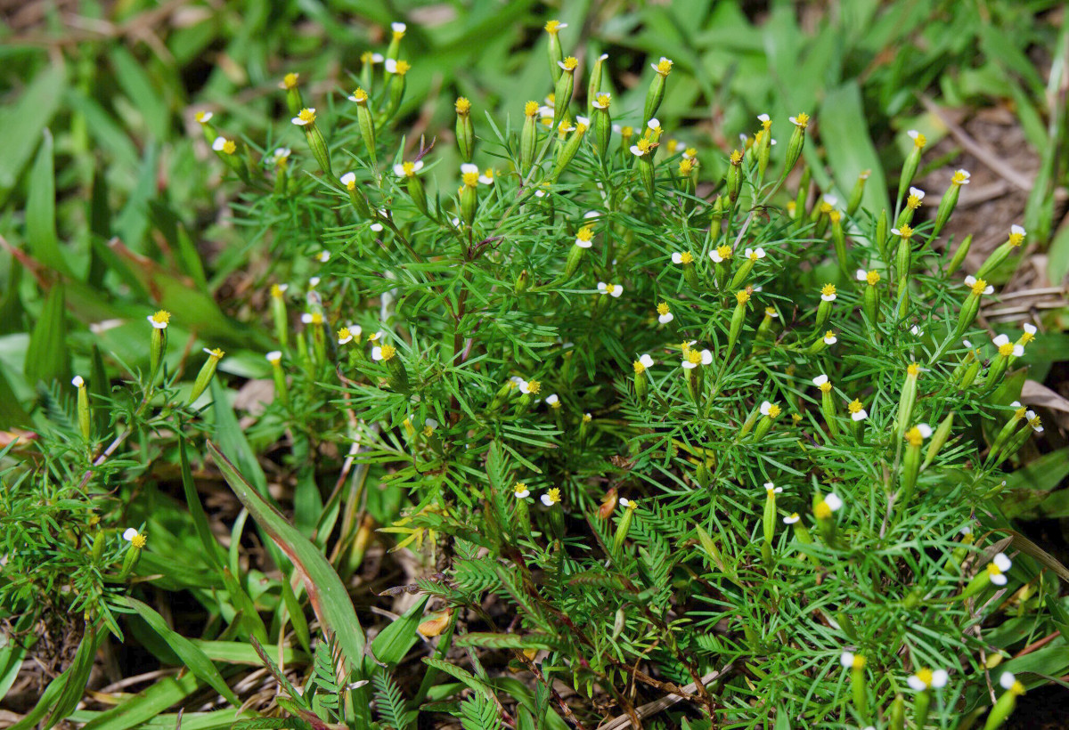 tagetes_fili.jpg
