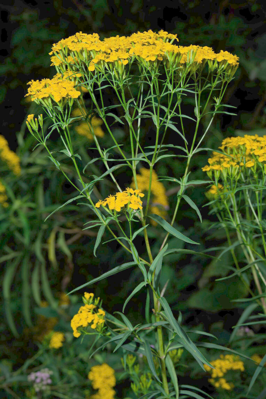tagetes_luci.jpg