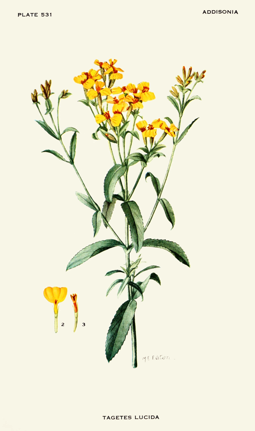 tagetes_lucida.jpg