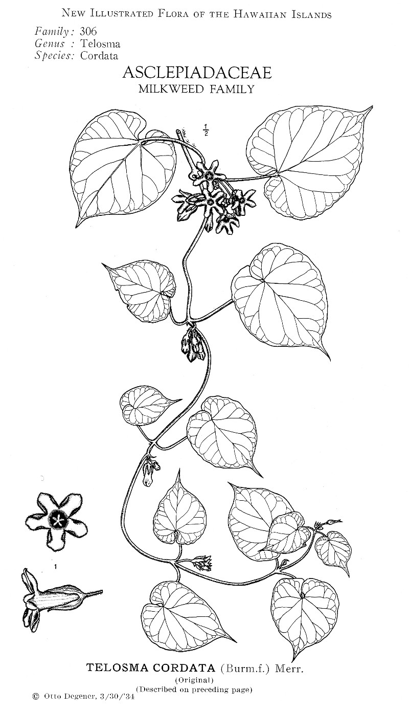 telosma_cordata.jpg