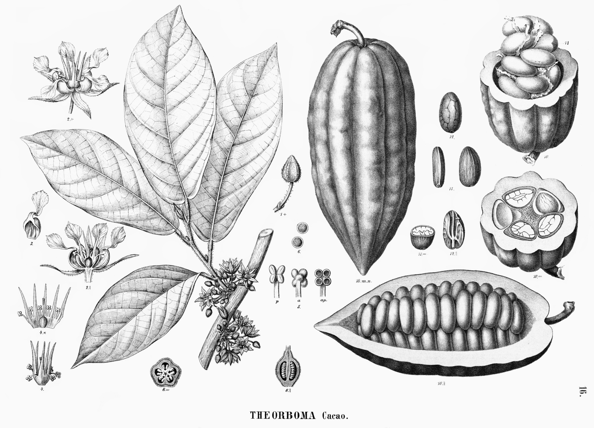 theobroma_cacao.jpg