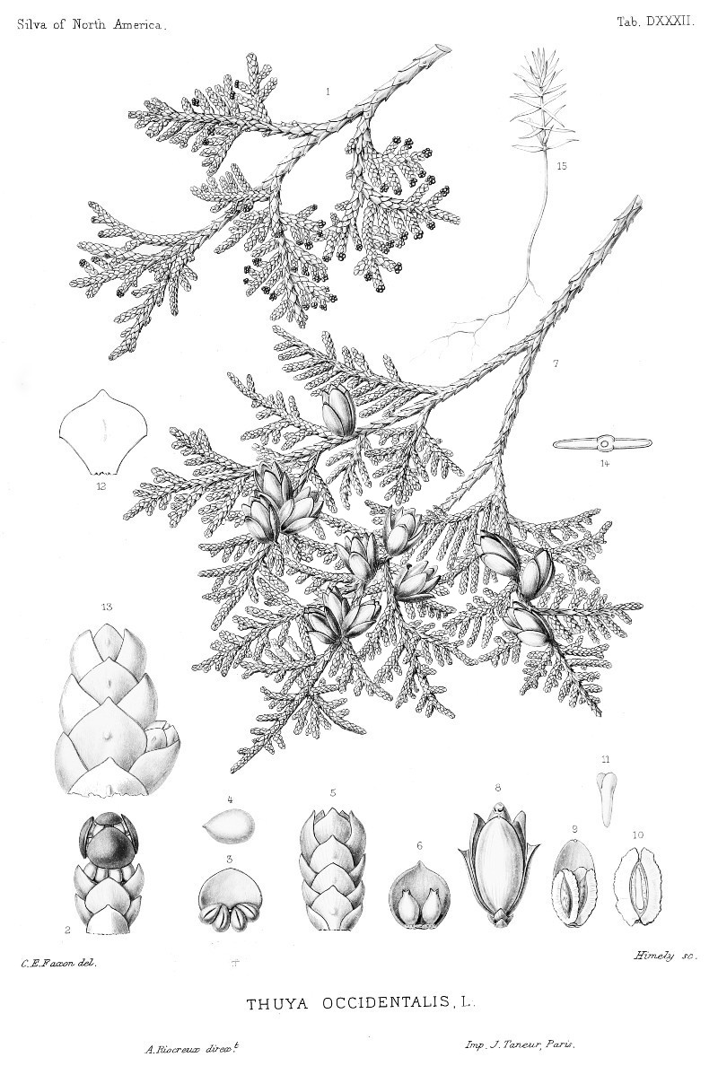 thuja_occidentalis_d.jpg