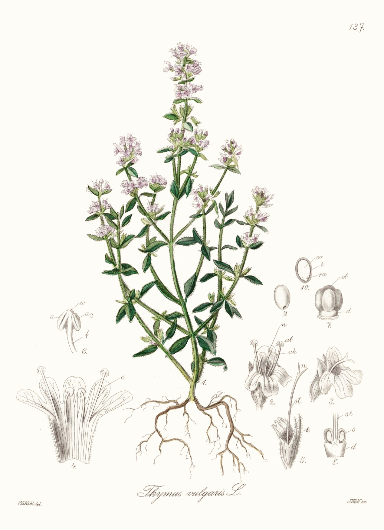 thymus_vulgaris.jpg
