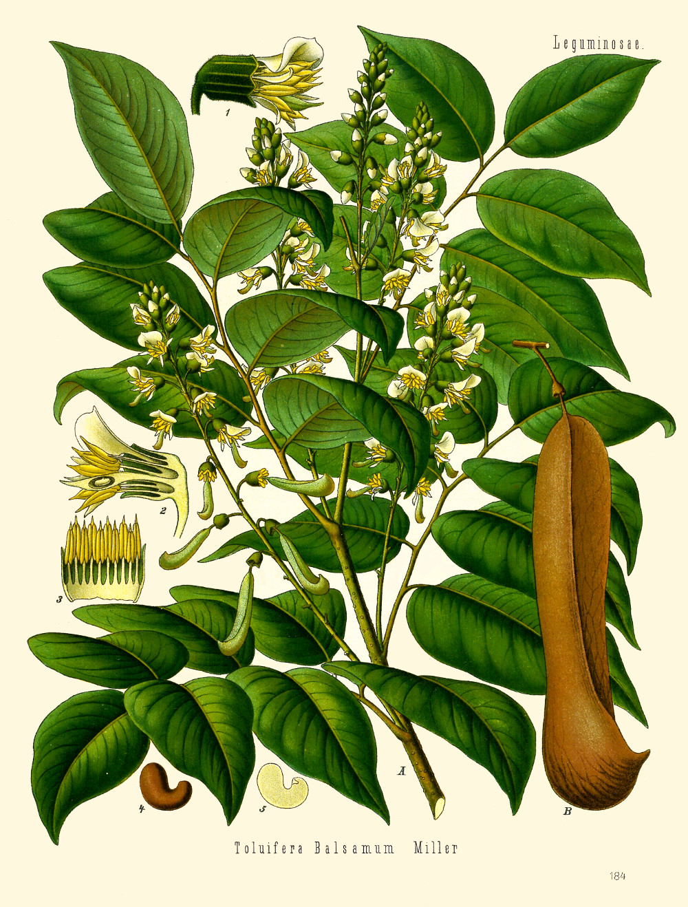 toluifera_balsamum.jpg