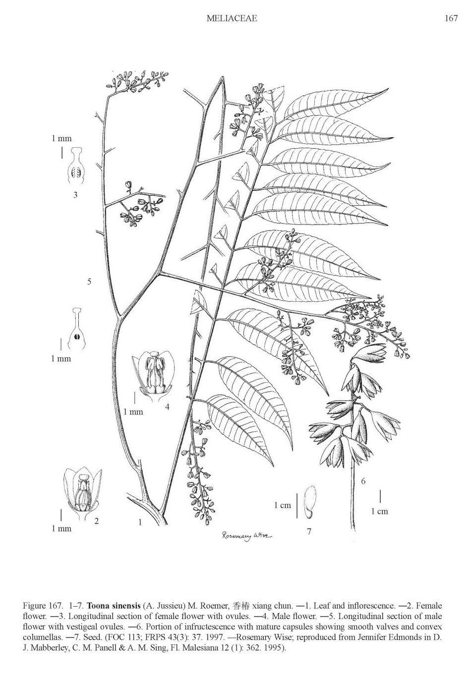 toona_sinensis.jpg