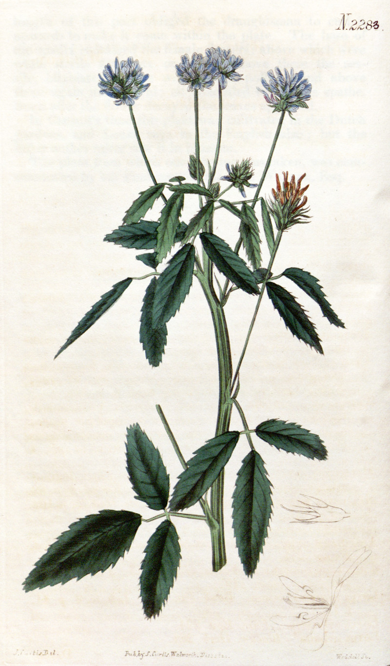 trigonella_caerulea.jpg