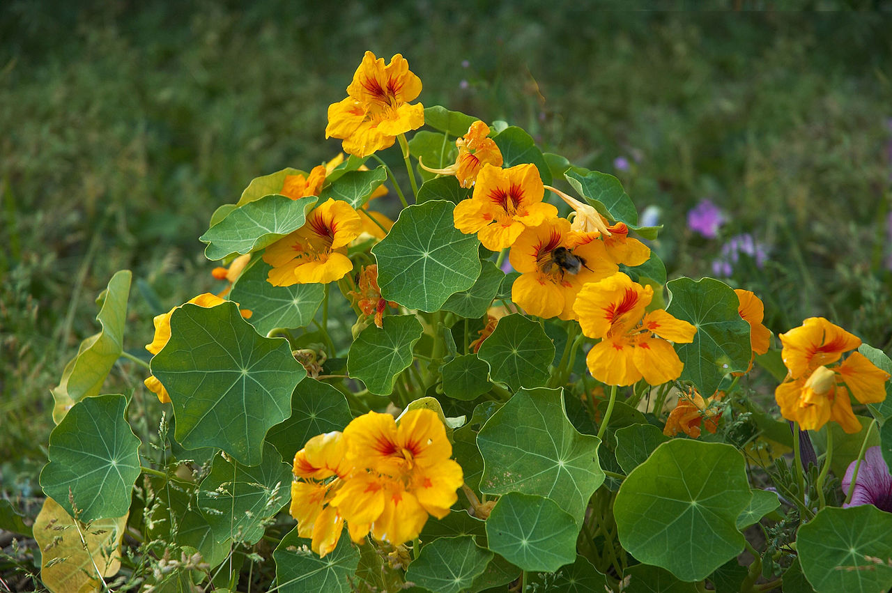 tropaeolum_majus_c.jpg