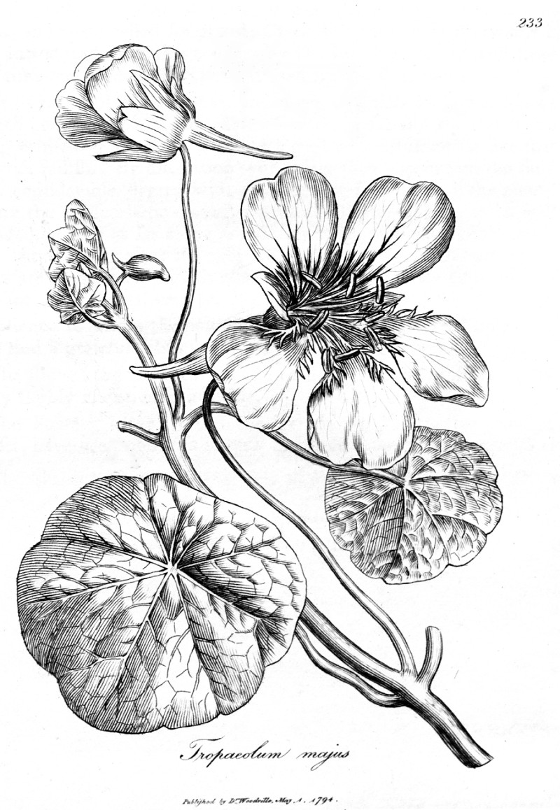 tropaeolum_majus_sw.jpg