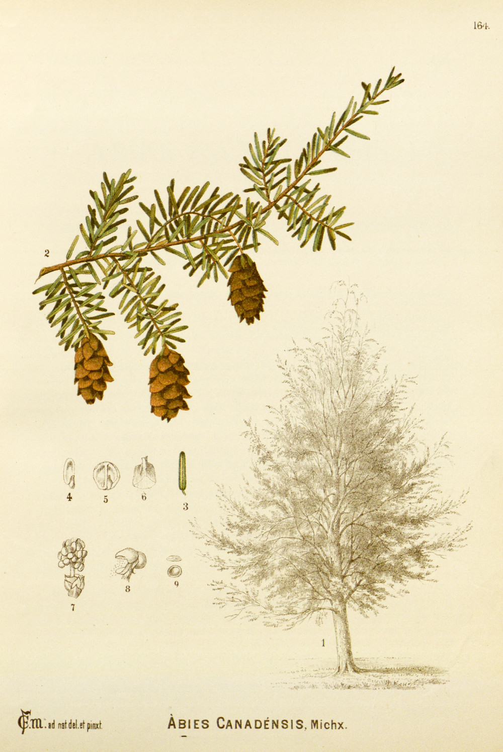 tsuga_canadensis.jpg