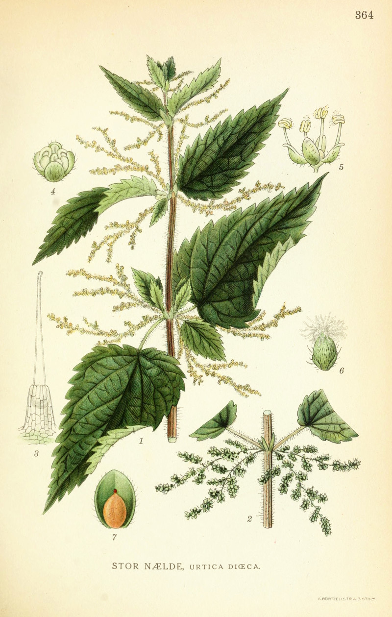 urtica_dioica.jpg