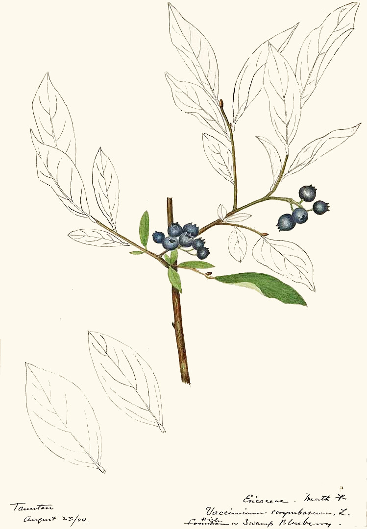 vaccinium_corymbosum.jpg