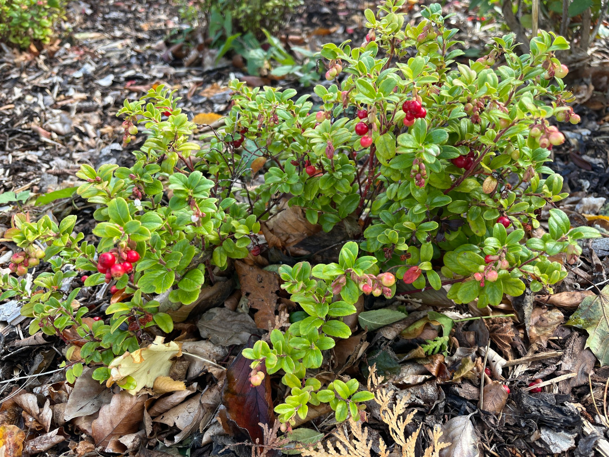 vaccinium_vitis.jpg