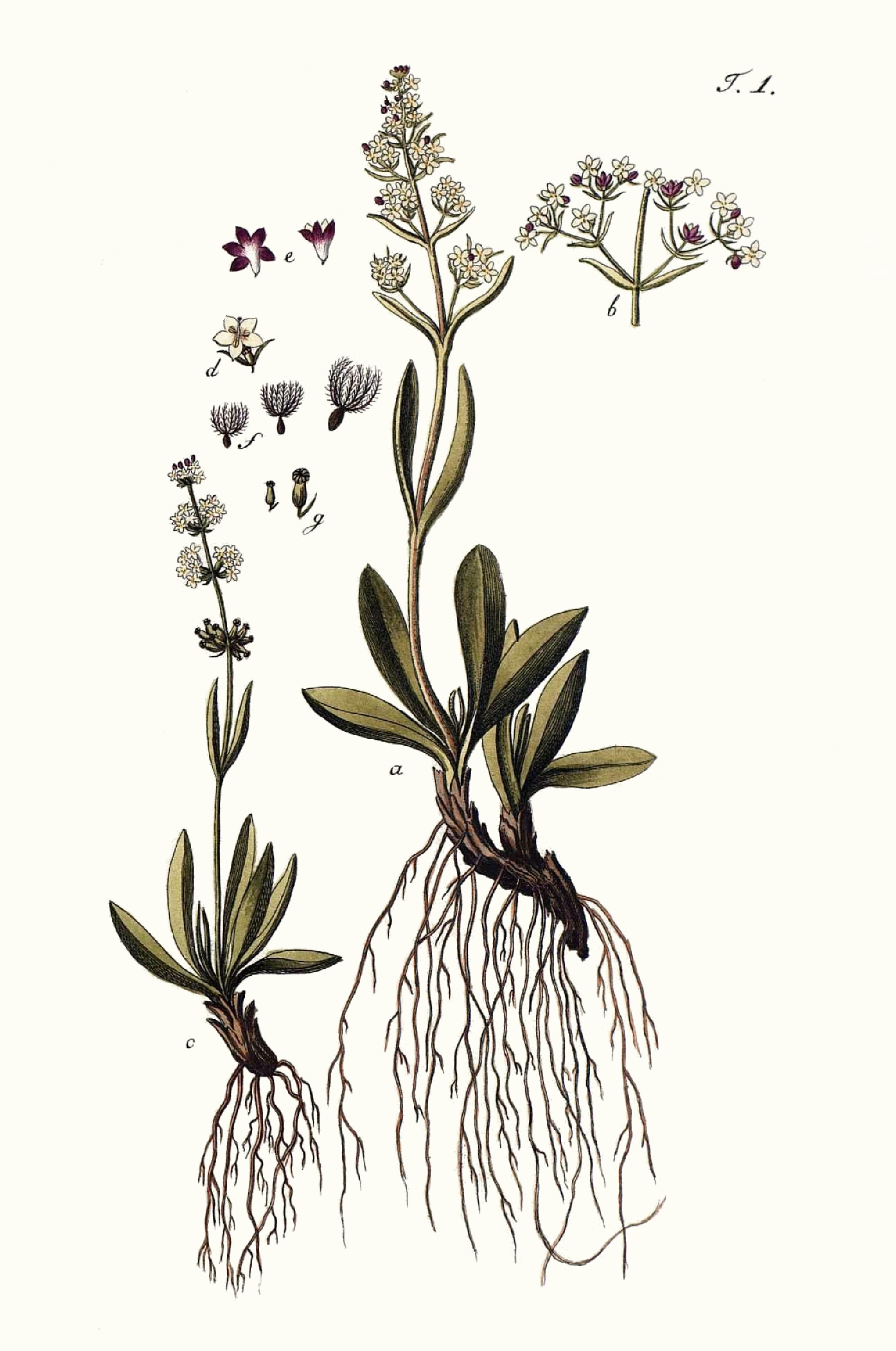 valeriana_celticajacquin.jpg