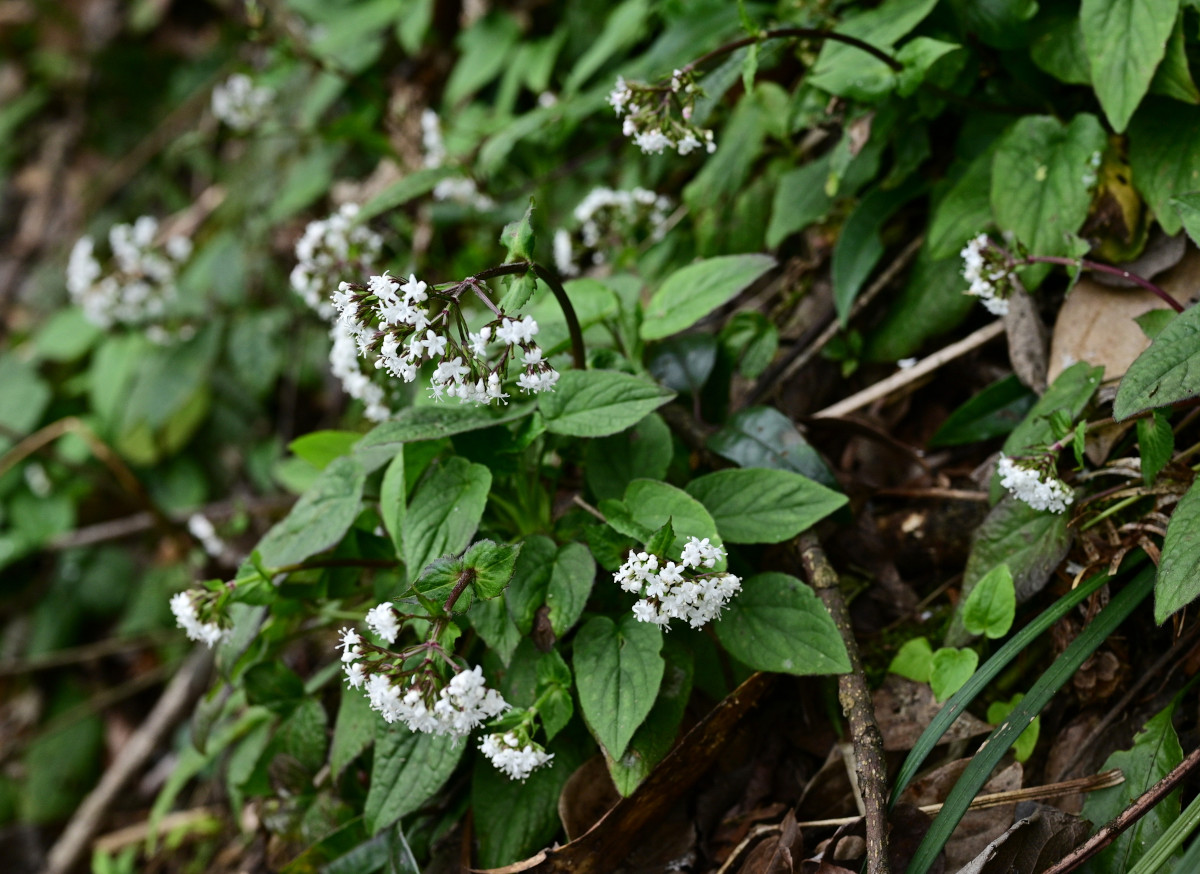 valeriana_jata.jpg